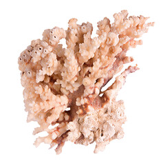 Coral isolated on white background