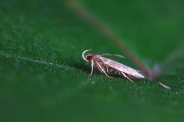 Moths on leaves in nature, North China Plain