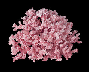 Coral isolated on black background © Dmitry