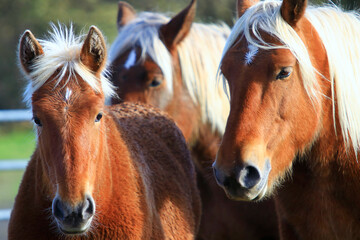 Portrait de chevaux, cheval, jument et poulain