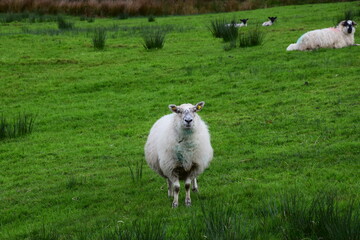 Obraz premium ireland