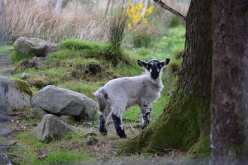 ireland