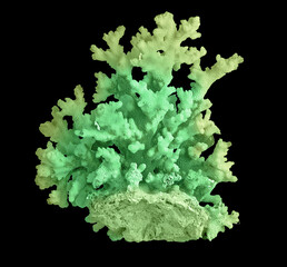 Coral isolated on black background © Dmitry