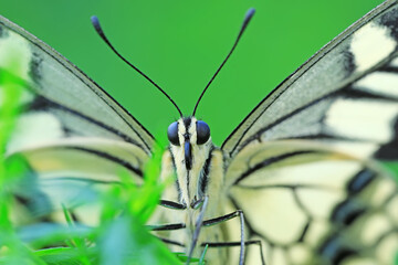 Golden Phoenix butterfly on wild plants, North China