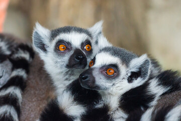 Ring-Tailed Lemurs closeup portrait, a large gray primate with golden eyes