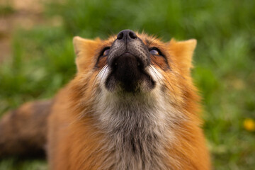 Fototapeta premium red fox vulpes
