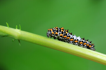Larvae of the Golden Phoenix butterfly on wild plants, North China