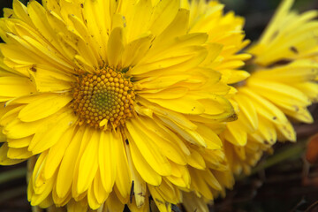 Yellow zinnia flower close up on a blurry green background