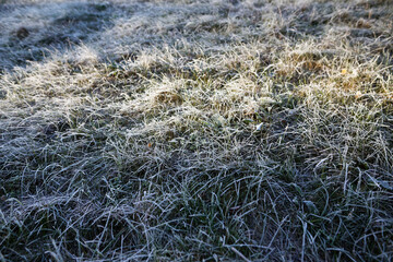 Fototapeta na wymiar frost green plants in the morning frost