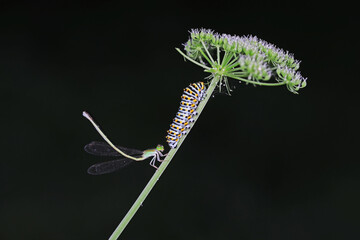 Damselflies and meat insects on the green plants, a unique landscape