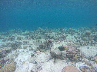 fish