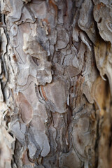 tree bark texture. great background for design