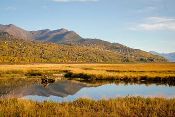 Brown Bear living in Alaska Wildlife Conservation Center.