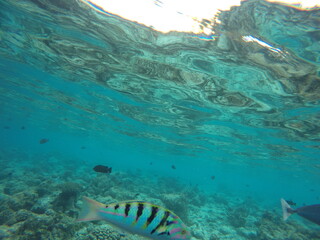 fish