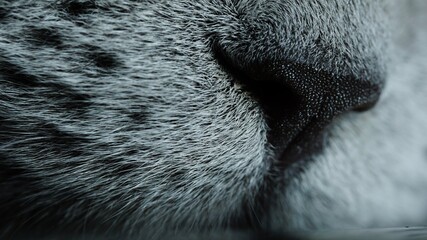 cat fur texture © Micha