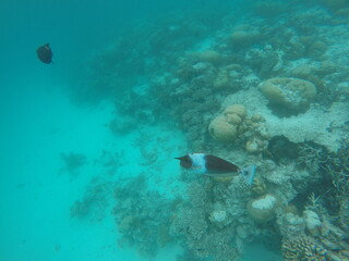 fish