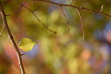 秋の木葉
