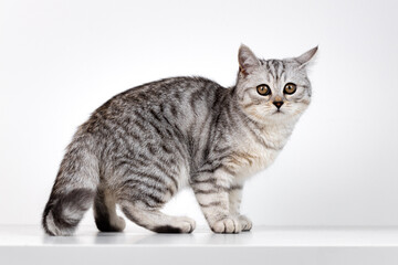 Fototapeta na wymiar Scottish straight cat tabby on white background