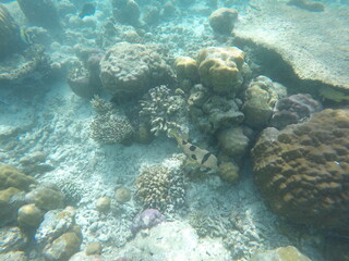 fish