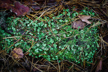 Mosses, small mushrooms, fallen leaves and young growth on the trunk of a tree.