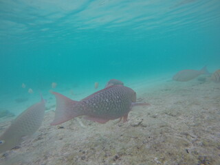 fish