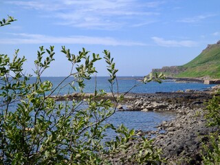 view of the coastline with tree