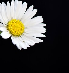 Close up of a Daisy Flower isolated on a Black Background