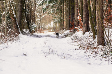 Happy dog, black and white springer spaniel is playing with toy, blue ball.