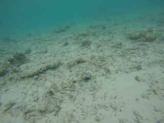 fish