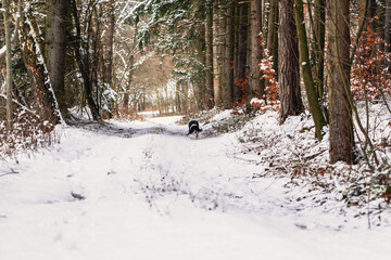 Happy dog, black and white springer spaniel is playing with toy, blue ball.