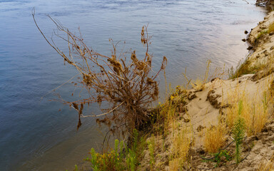 A withered tree overgrown with moss on the river bank.