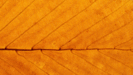 Full-screen close-up texture of a brown autumn beech leaf fragment with backlight, panoramic