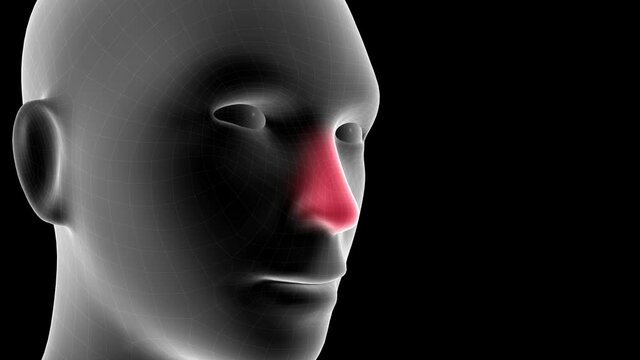 3d animation of a woman xray hologram showing pain area on the nose with alpha channel