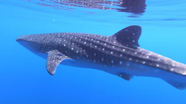 Slow motion shot Big whale shark (Rhincodon typus) feeding on plancton behind boat at night and swims in blue water in Maldives,Bohol Sea, Oslob, Cebu, Philippines, Southeast Asia.