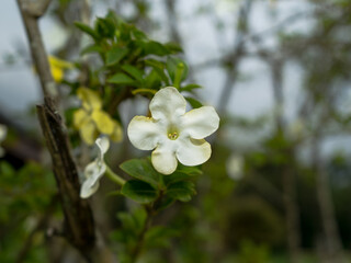 flowers in the forest