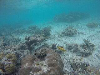 fish