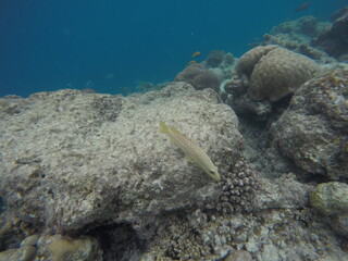 fish
