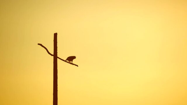 Hawk taking off in slow motion