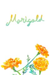 筆記体の文字入り優しいタッチのマリーゴールドイラスト