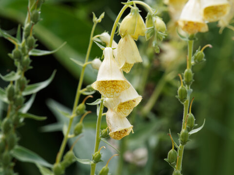 (Digitalis grandiflora) Digitale ambiguë ou digitale à grandes fleurs à épis de corolles tubulaire et poilues jaune clair tachée de brun à l'intérieur