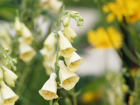 (Digitalis grandiflora) Hampe florale érigée de digitale à grandes fleurs jaune clair