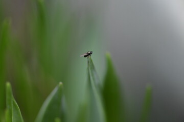 dragonfly on a leaf