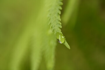 drop of dew on the grass