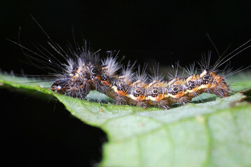 Lepidoptera larvae on leaves of wild plants, North China