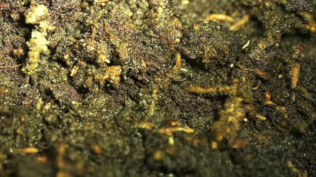 springtail infestation in plant soil