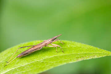 stinkbug on plant leaves in nature, North China Plain