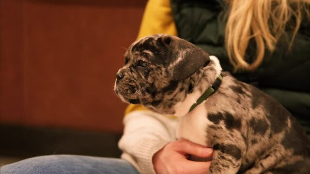 Adorable French bulldog puppy cuddles - attractive blonde owner in the background