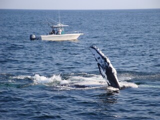 Fototapeta premium whale in the sea