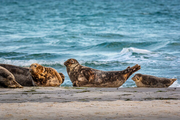 A harbor seal colony resting on a sandbank near the ocean. Picture from Falsterbo in Scania, southern Sweden