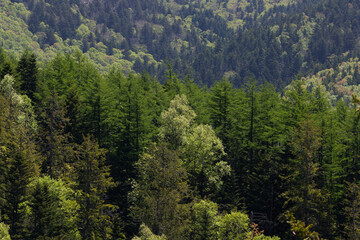 Obraz premium Forest landscape in a sunny day on Sakhalin island